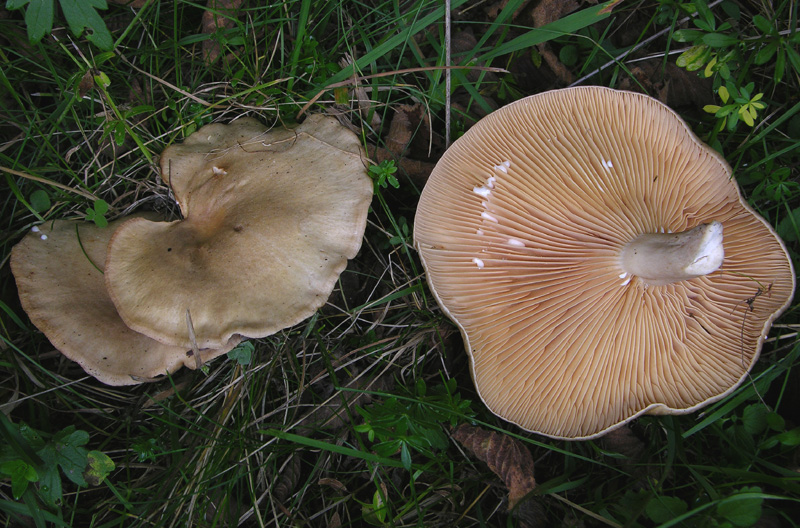 Ultimi Lactarius inediti.